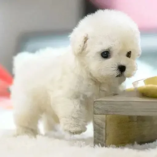 The Most Realistic Robot Puppy Ever! - Image 6